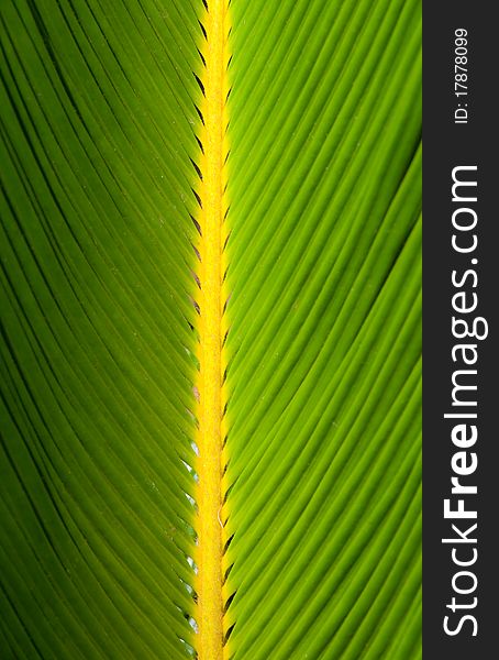 The close up photo of palm tree leaf. The close up photo of palm tree leaf