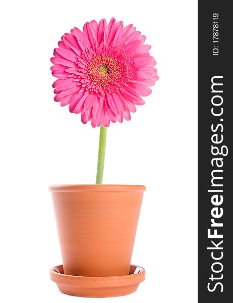 One pink Gerbera daisy in terracotta pot, isolated on white. One pink Gerbera daisy in terracotta pot, isolated on white.