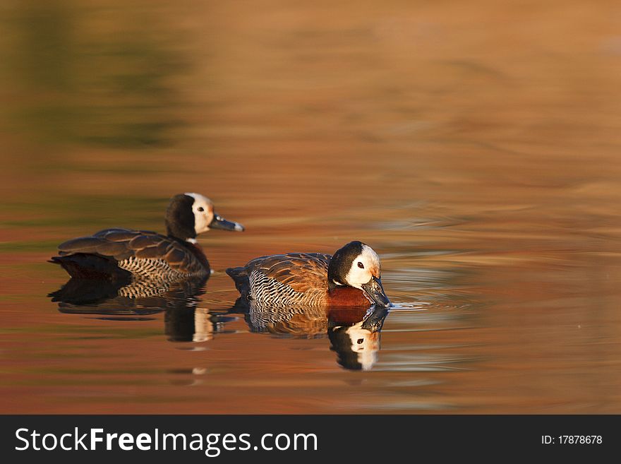 A pair of wistling ducks rest on a placid lake. A pair of wistling ducks rest on a placid lake.