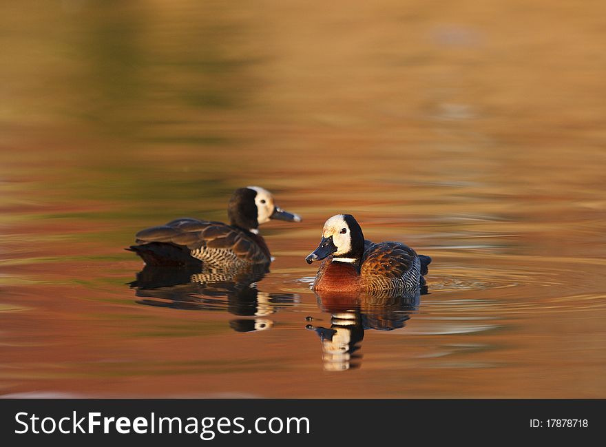 Whistling Ducks