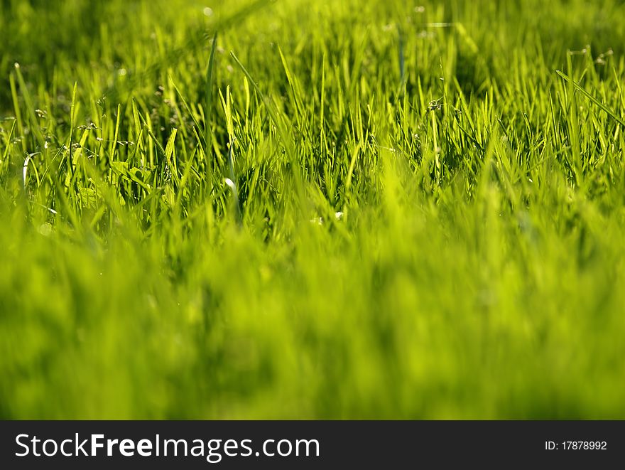 Close-up of the green grass.