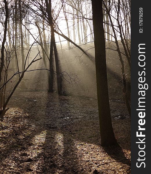 Sunlight in the forest on winter day.