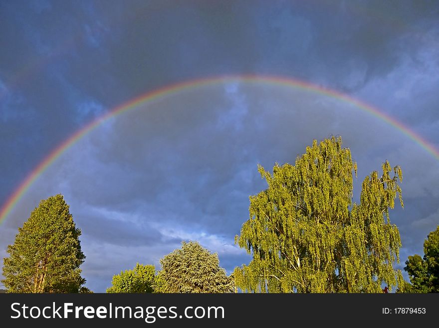 Spring Rainbow Over Green Trees