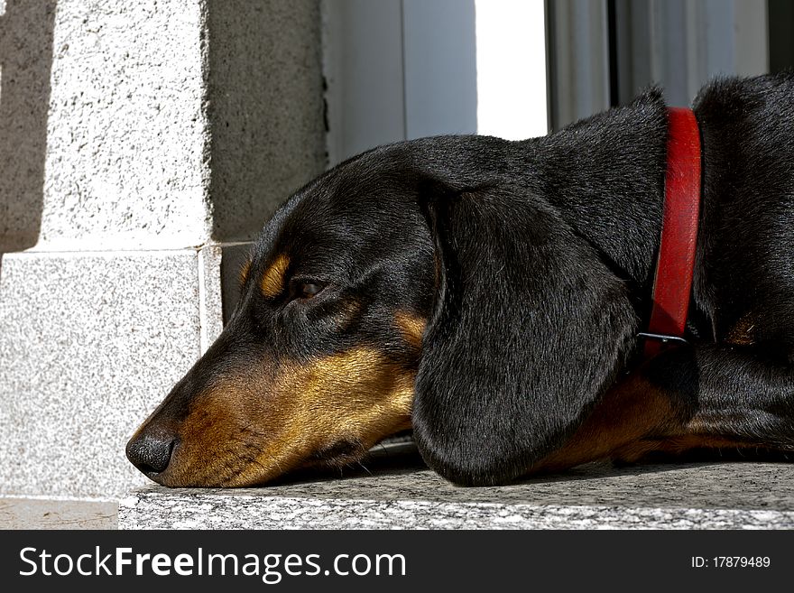 Black dog with red collar while sleeping. Black dog with red collar while sleeping