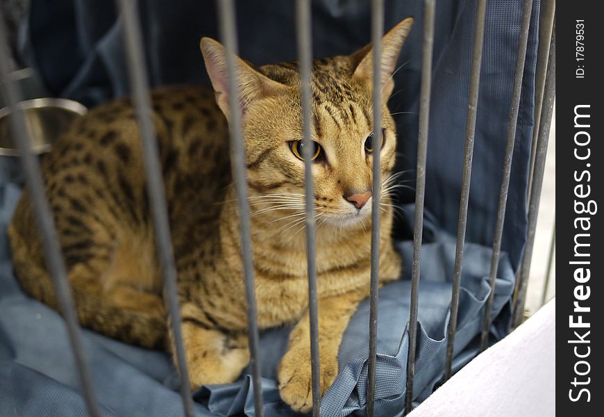 Bengal cat in the cage. Show Star Prague 2011.