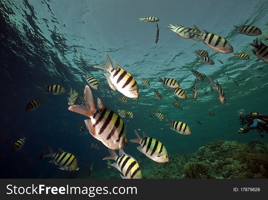 Marine life in the Red Sea.