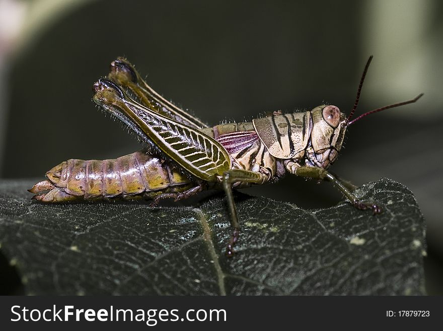 Closeup of a wild brazilian grasshopper