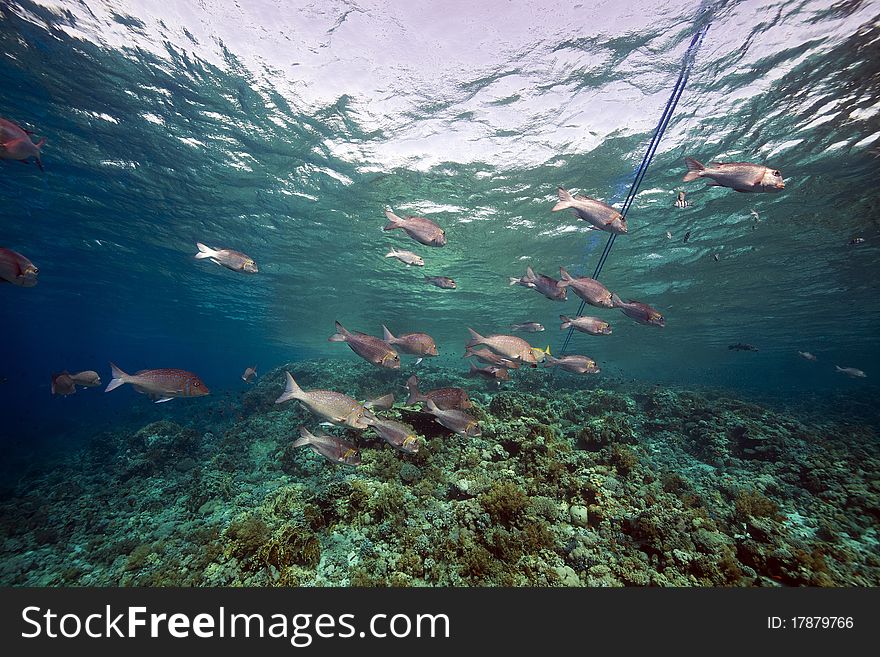 Marine life in the Red Sea.