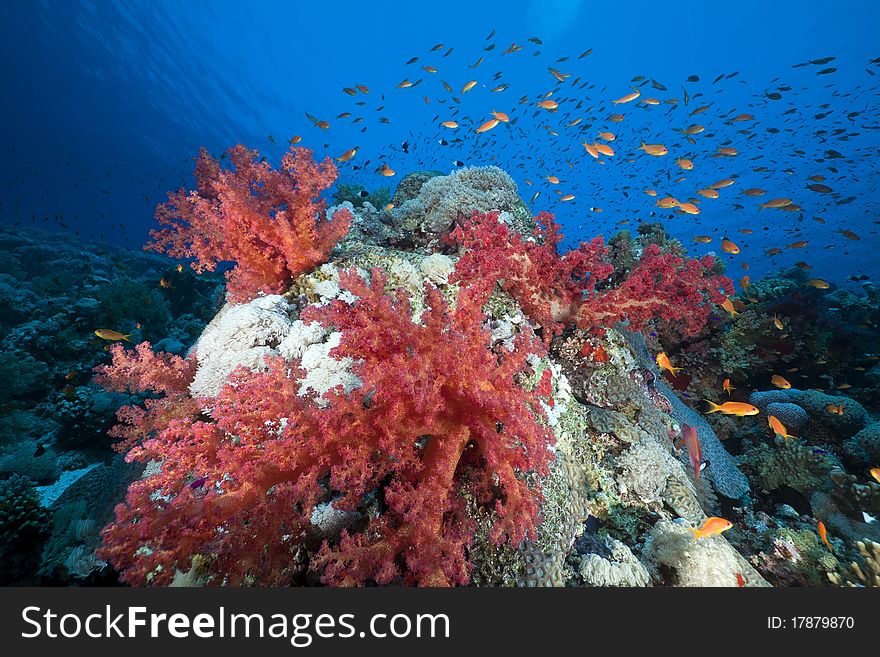 Marine Life In The Red Sea.