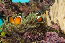 Clownfish (Amphirion Ocellaris) Pair In Anemone Stock Image Clownfish (Amphirion Ocellaris) Pair In Anemone Stock Image