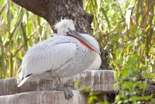 Dalmatian Pelican Resting Stock Photo Dalmatian Pelican Resting Stock Photo