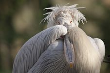 Dalmatian Pelican Portrait Stock Photo Dalmatian Pelican Portrait Stock Photo