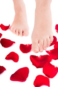 Beautiful Woman Legs With Rose Royalty Free Stock Photo