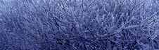 Icy Branches Texture Royalty Free Stock Photography