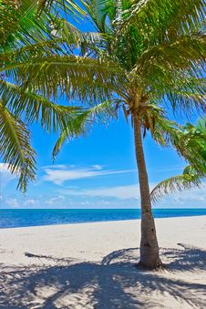 Sand Beach With Palm Trees Royalty Free Stock Images Sand Beach With Palm Trees Royalty Free Stock Images