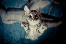 Kitten Stands With Her Paws Up Royalty Free Stock Images