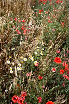 Part Of The Wheat Fields With Poppies And Daisies Royalty Free Stock Photos