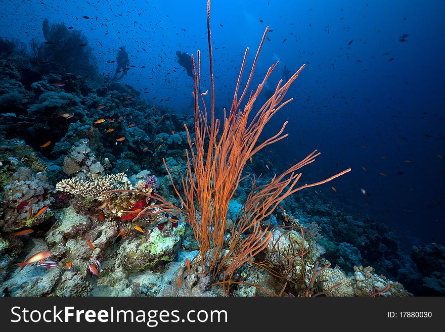 Cluster whip coral and divers in the Red Sea.