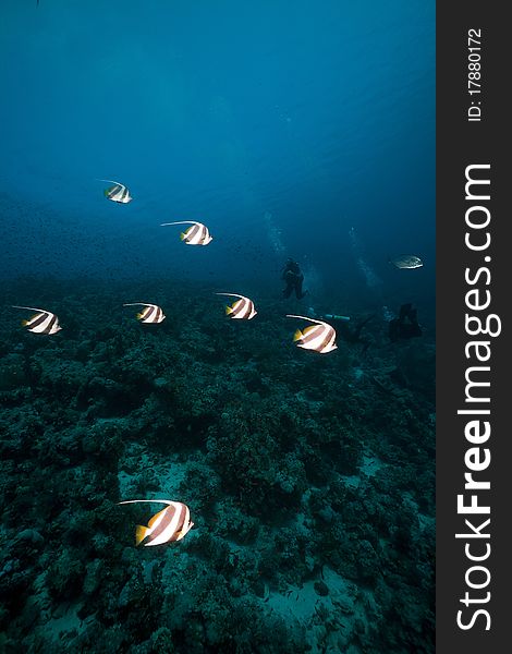 Schooling bannerfish in the Red Sea.