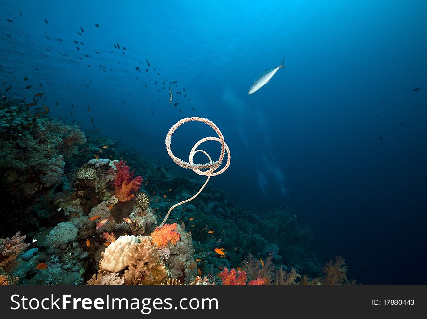 Marine life in the Red Sea.