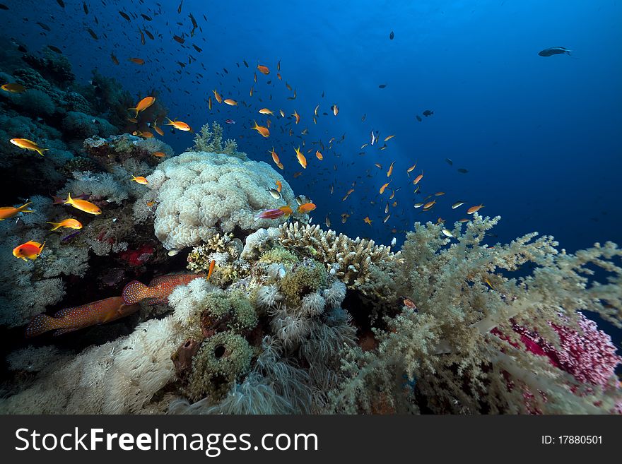 Marine life in the Red Sea.