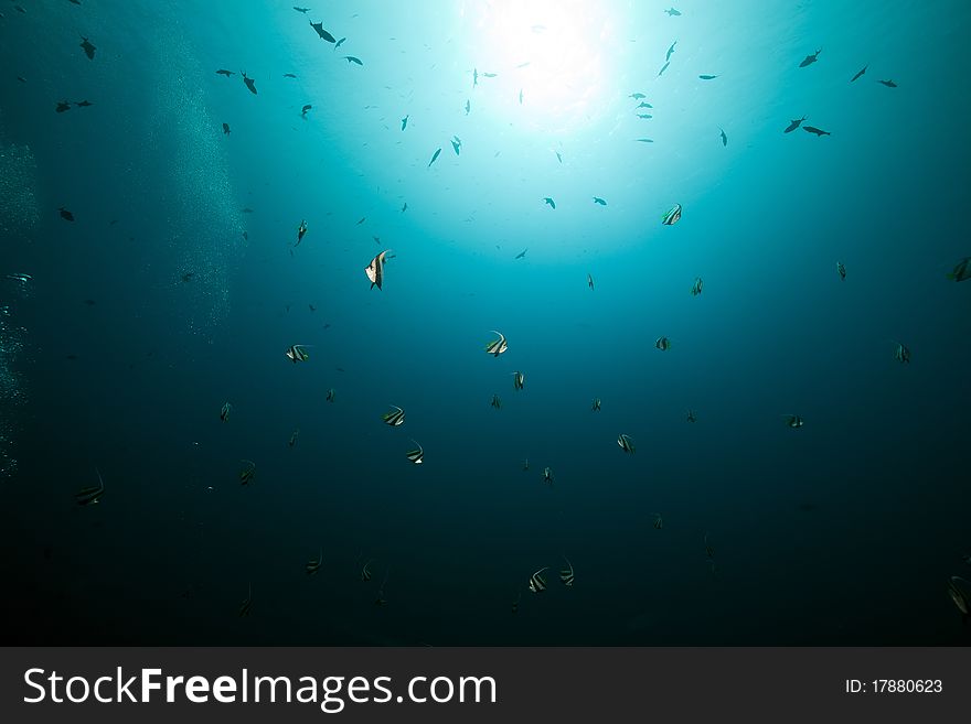 Marine life in the Red Sea.