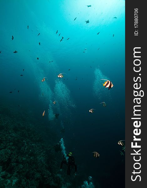 Schooling Bannerfish In The Red Sea.