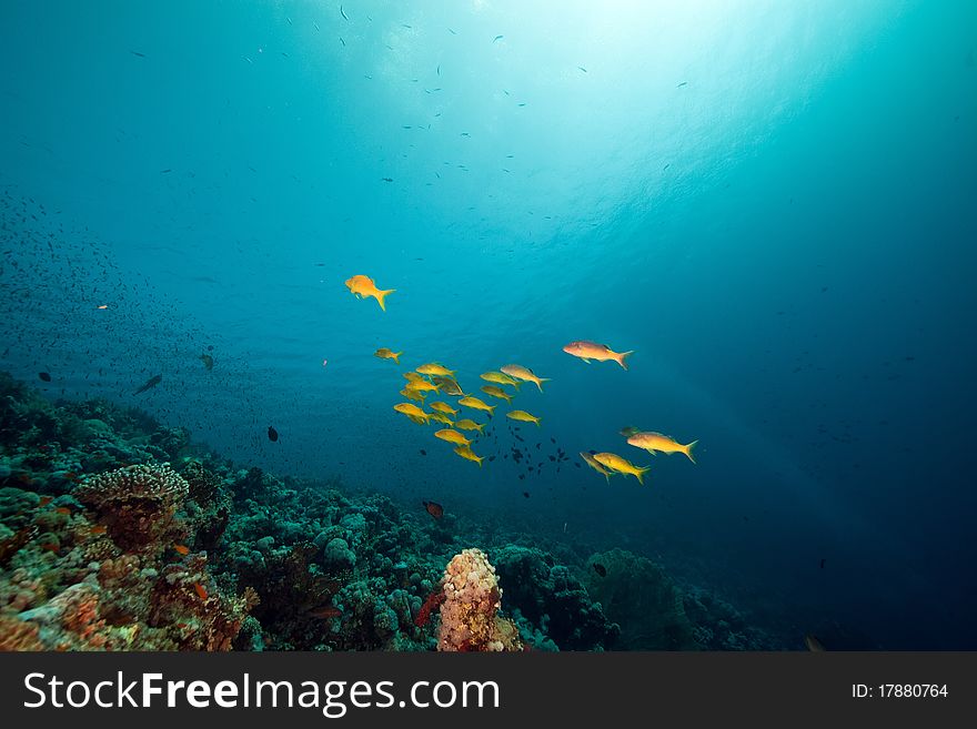 Yellowsaddle Goatfish In The Red Sea.