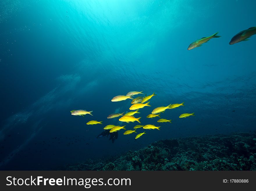 Yellowsaddle goatfish in the Red Sea.