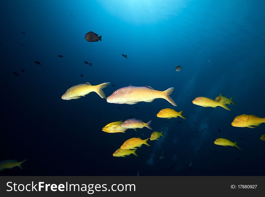 Yellowsaddle Goatfish In The Red Sea.