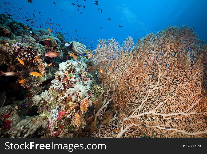 Marine Life In The Red Sea.