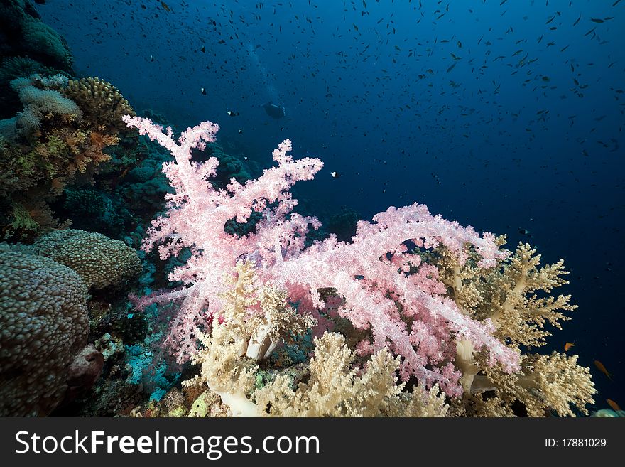 Marine life in the Red Sea.