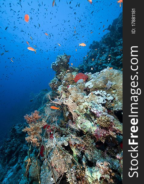 Marine Life In The Red Sea.