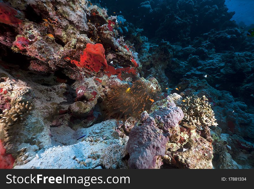 Anemone and anemonefish in the Red Sea.
