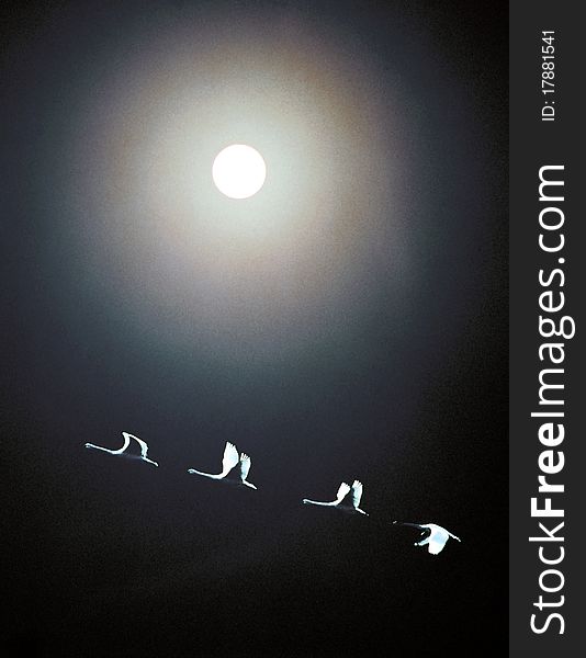 Four Geese Under the Moon