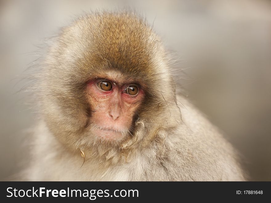 Young japanese macaque portrait with sad expression. Young japanese macaque portrait with sad expression