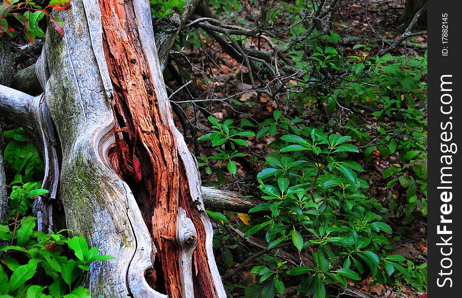 Dead tree with red wood. Dead tree with red wood