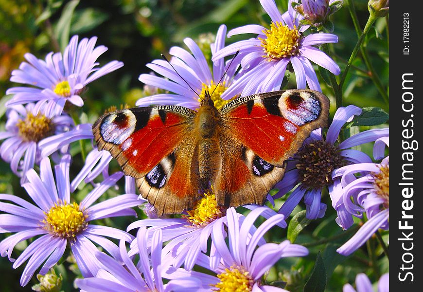 The butterfly on lilac colours. The butterfly