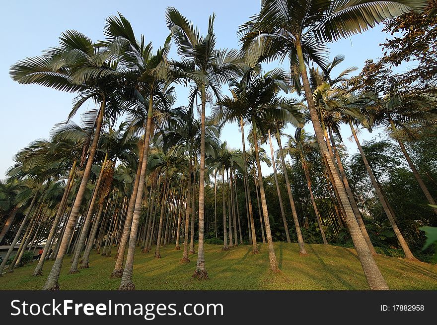 Coconut tree in the southern of China. Coconut tree in the southern of China.