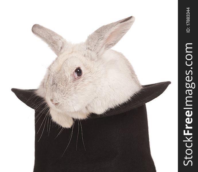 Fluffy long-eared rabbit in top hat over white background. Fluffy long-eared rabbit in top hat over white background