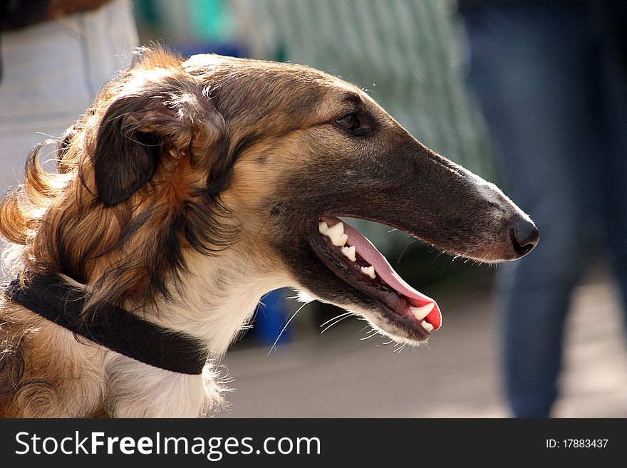 Portrait of russian borzoi