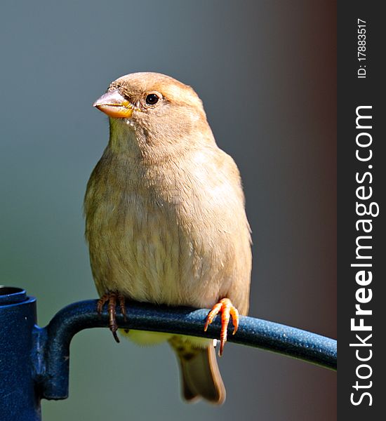 Female House Sparrow