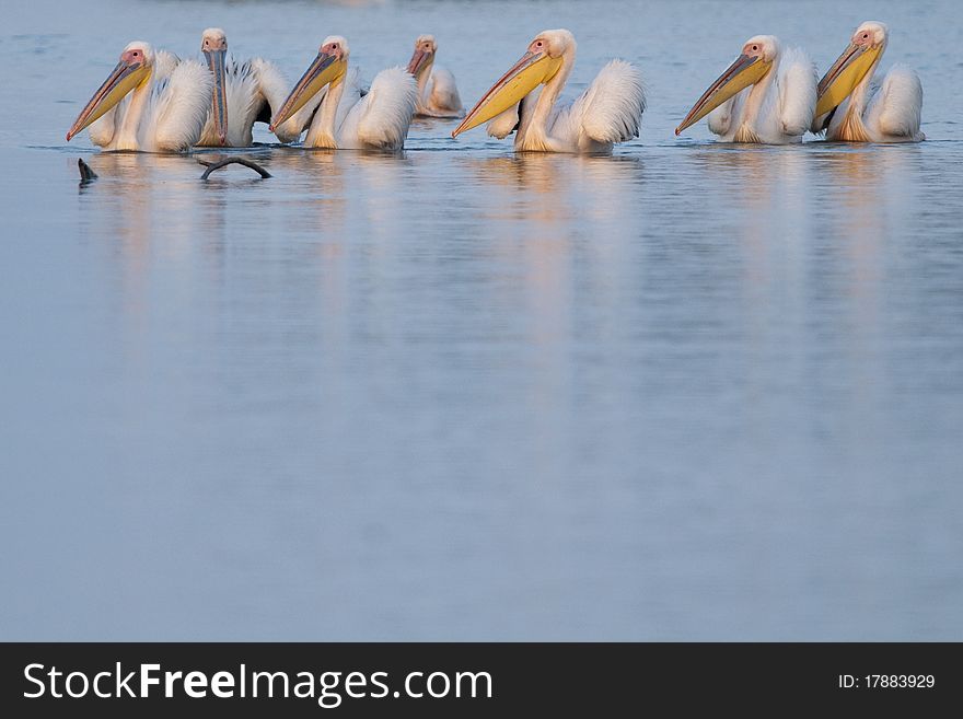 White Pelicans on water fishing