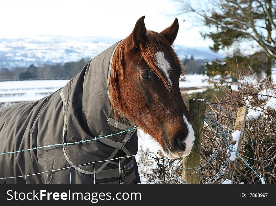 This horse is wrapped up to protect it from the cold. It looks a little sad and cold. This horse is wrapped up to protect it from the cold. It looks a little sad and cold