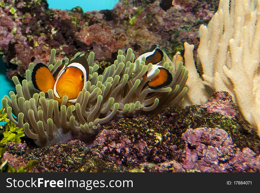 Clownfish (Amphirion ocellaris) pair in Coral Anemone