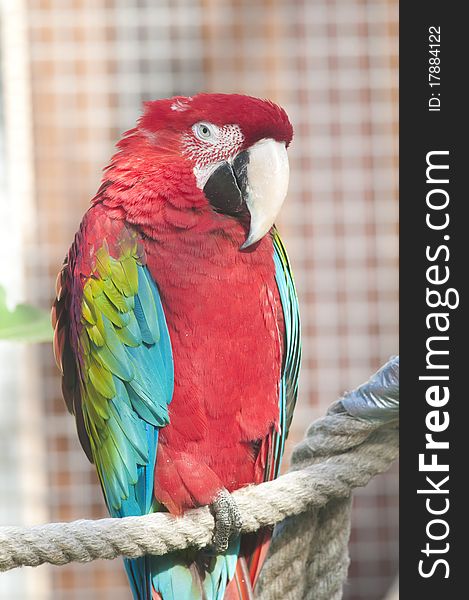 Scarlet Macaw (red and green) Portrait. Scarlet Macaw (red and green) Portrait