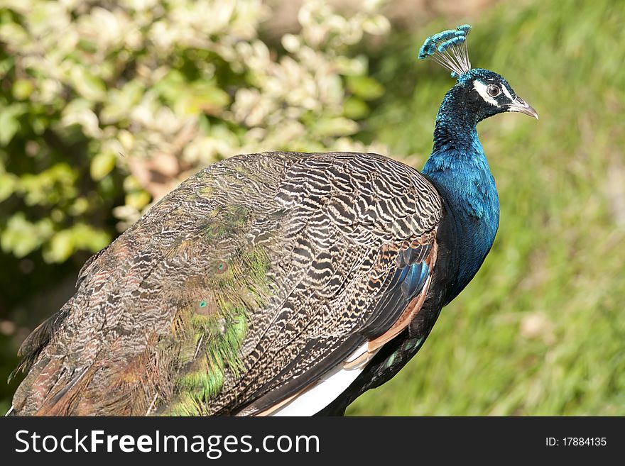 Peacock Portrait in nature male