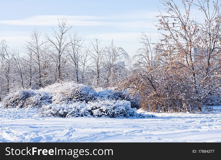 Winter landscape, trees and bushes