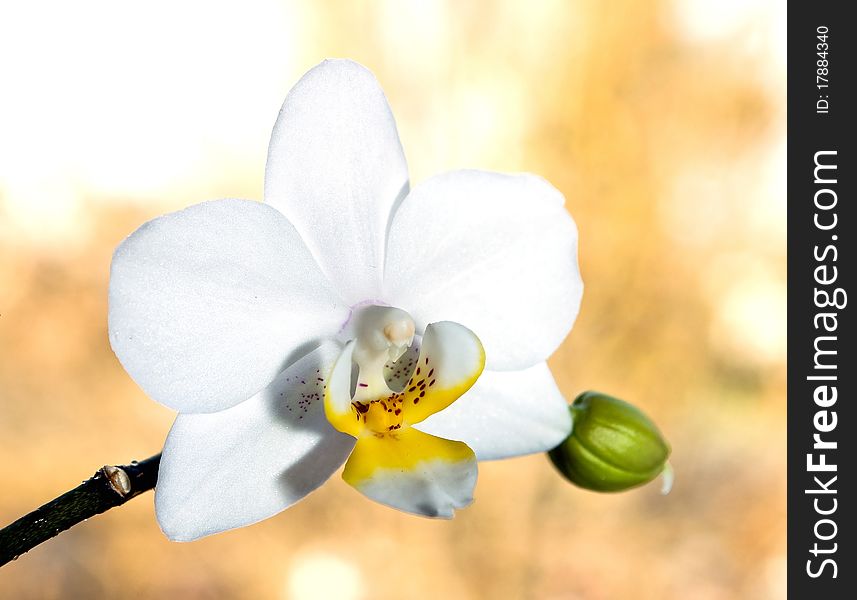 Closeup of a white orchid with a bud