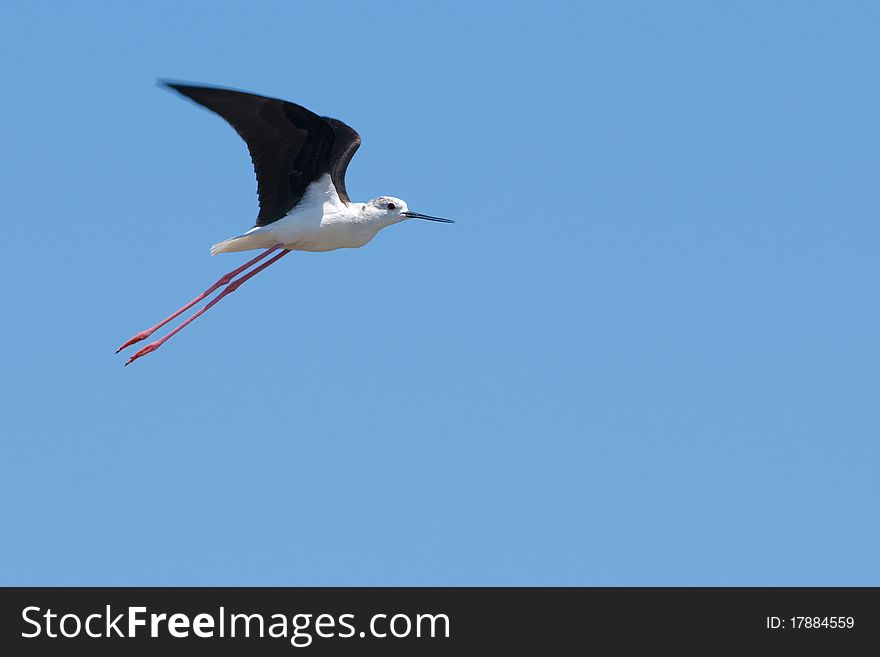 Black Winged Stilt in flight